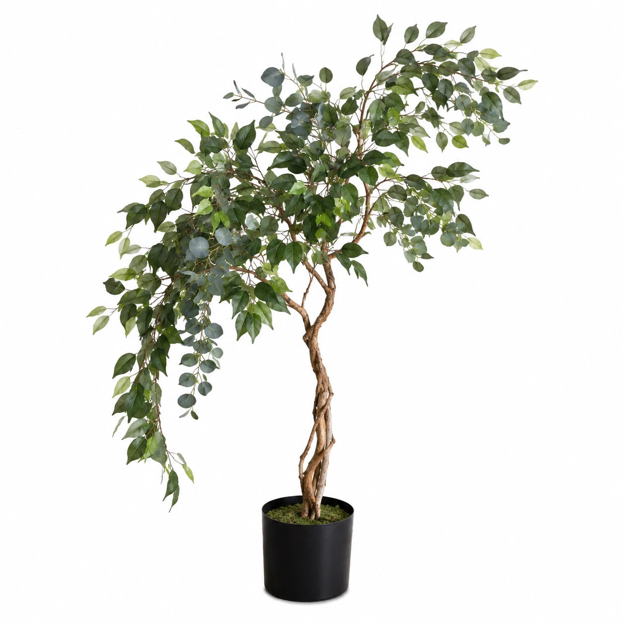 Plante Artificielle Ficus 170cm avec Tronc Torsadé en Pot Noir